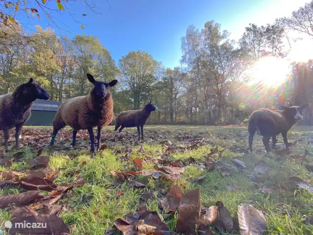 Domaine de Leeuwen - Twente | Pays-Bas, Overijssel, Delden - villa Pâturage adjacent sur Landgoed van Leeuwen avec de beaux hôtes de pâturage.