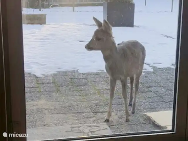 Domaine de Leeuwen - Twente | Pays-Bas, Overijssel, Delden - villa Notre adorable petit ami !
