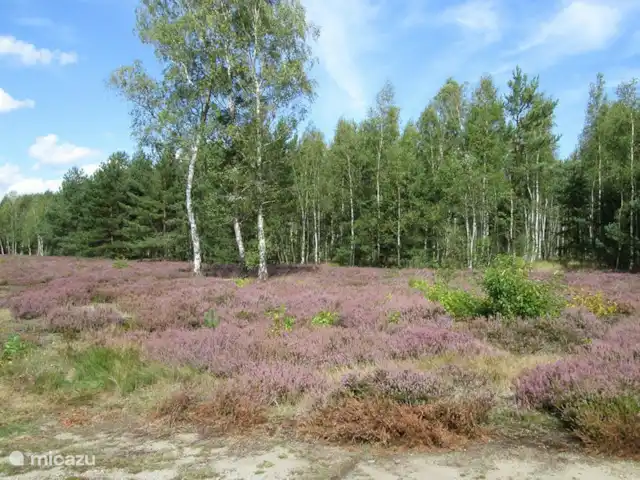 Location de Vacances Pays-Bas, Gueldre, Zelhem, bungalow - Reekamp bungalow 2 Alentours
