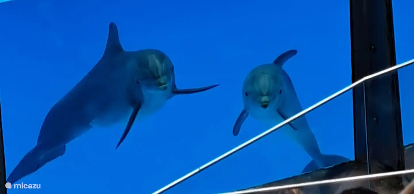 Et vous voyagez avec des enfants ? Alors une visite à Zoomarine s'impose ! Vous trouverez ce grand parc pour petits et grands à seulement 30 minutes en voiture dans la confortable Albufeira !