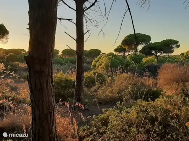 Casas Sol & Luna | Finca Paradiso | Espagne, Andalousie, Conil de la Frontera - maison de vacances A proximité de la pinède pour la marche, le VTT et l'équitation