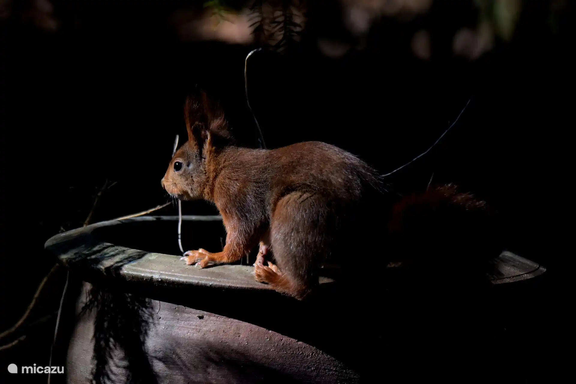 in unserem Garten - Foto Derek Laout