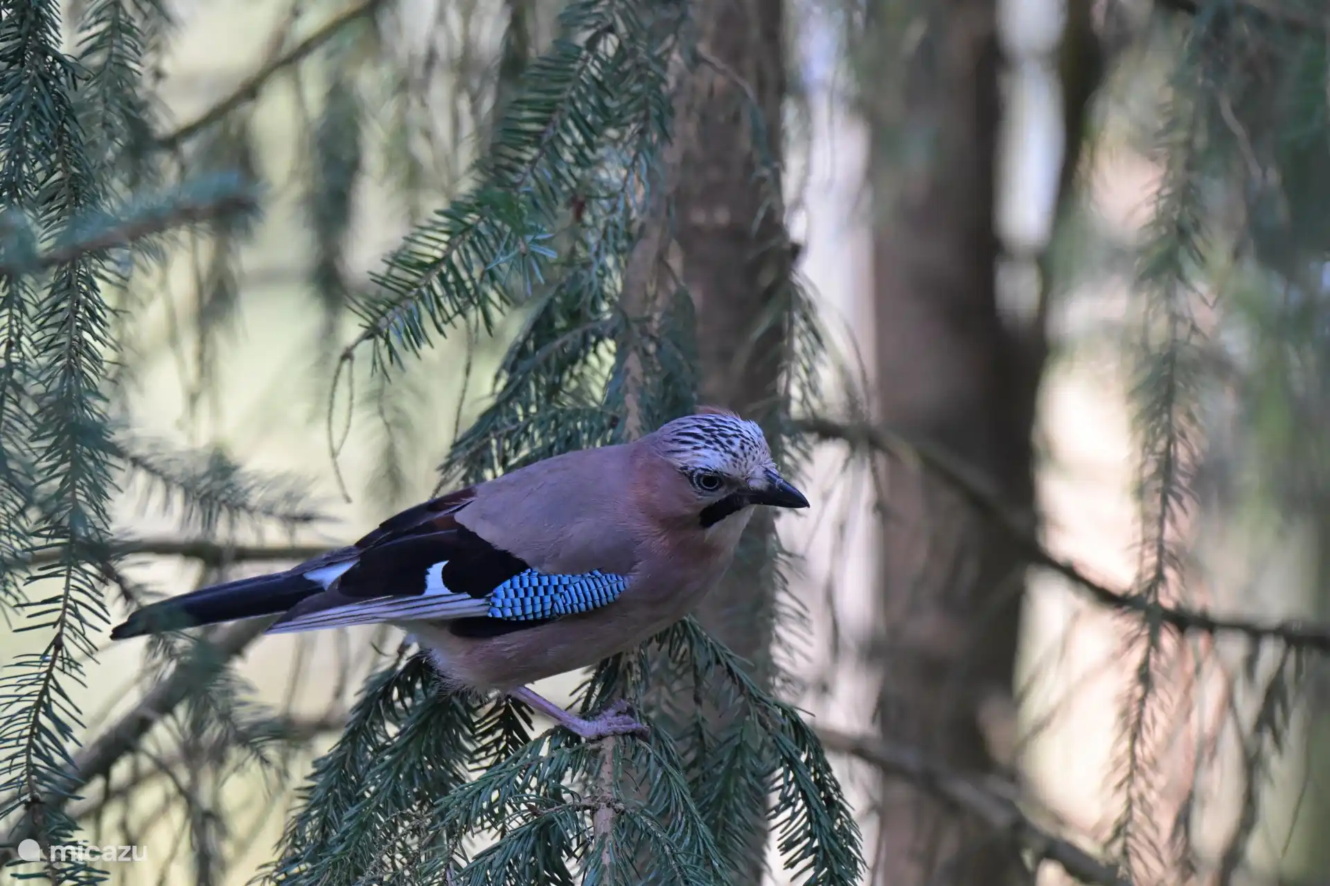 in unserem Garten - Foto Derek Laout