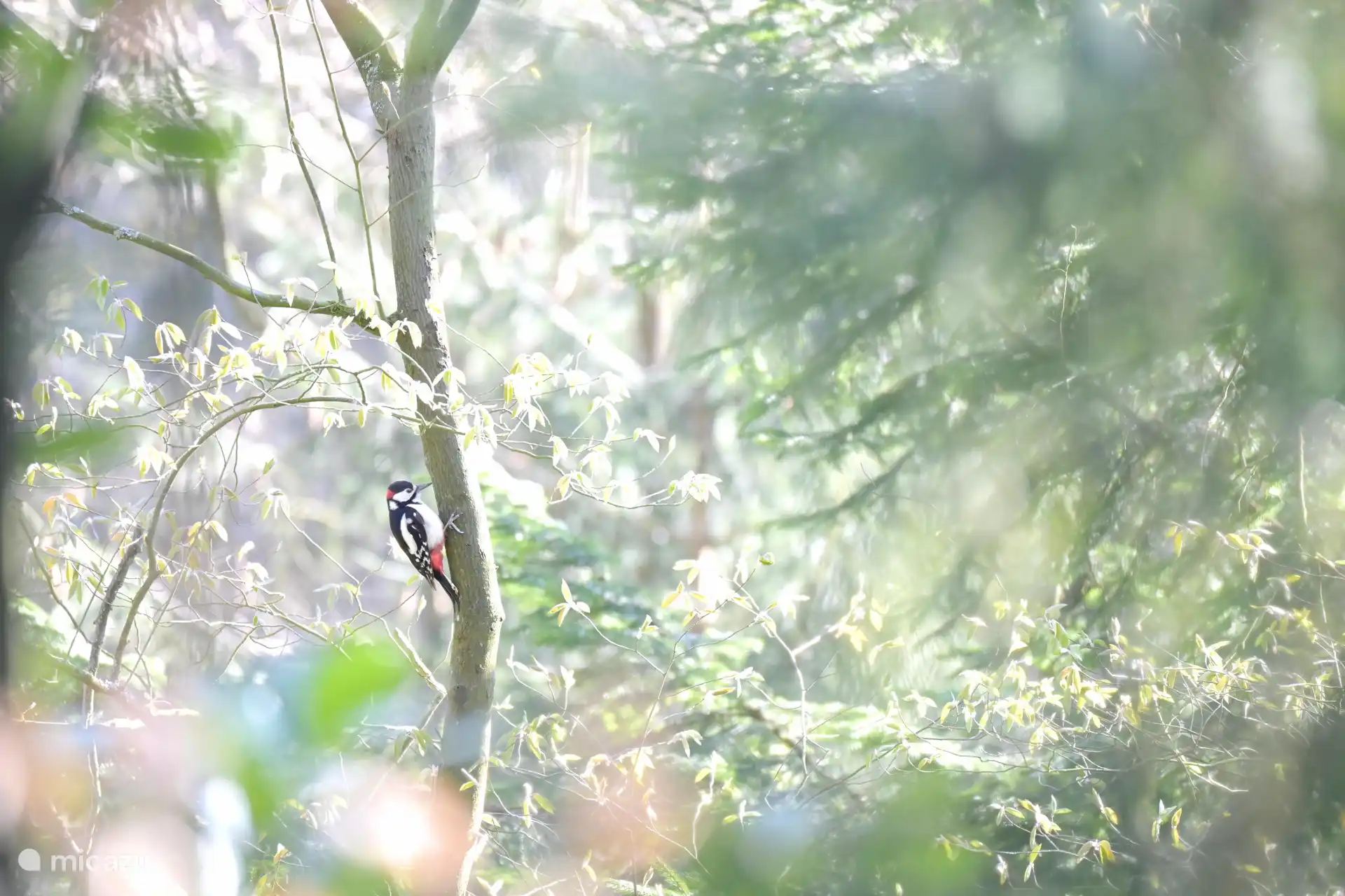 in unserem Garten - Foto Derek Laout