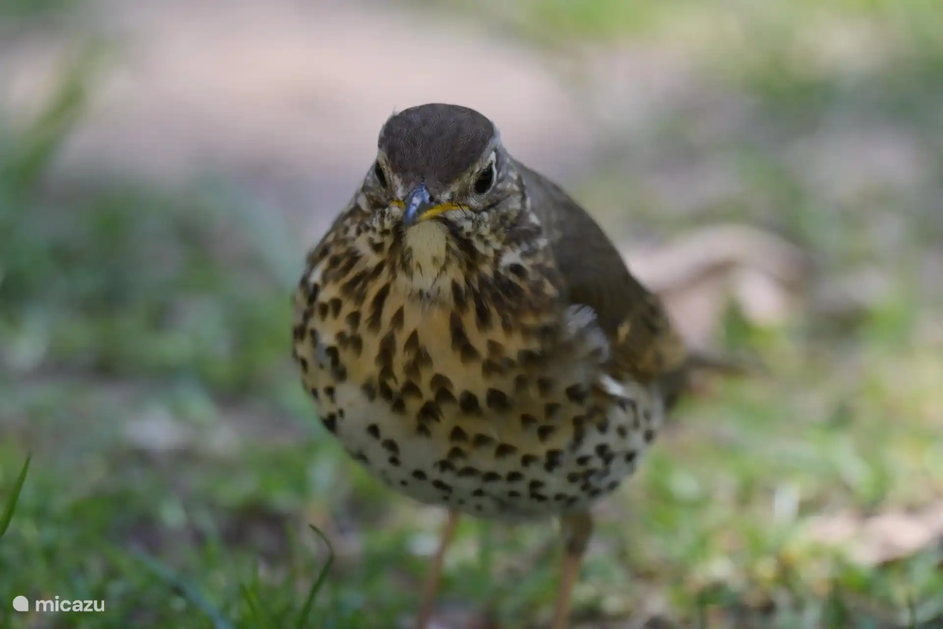in unserem Garten - Foto Derek Laout