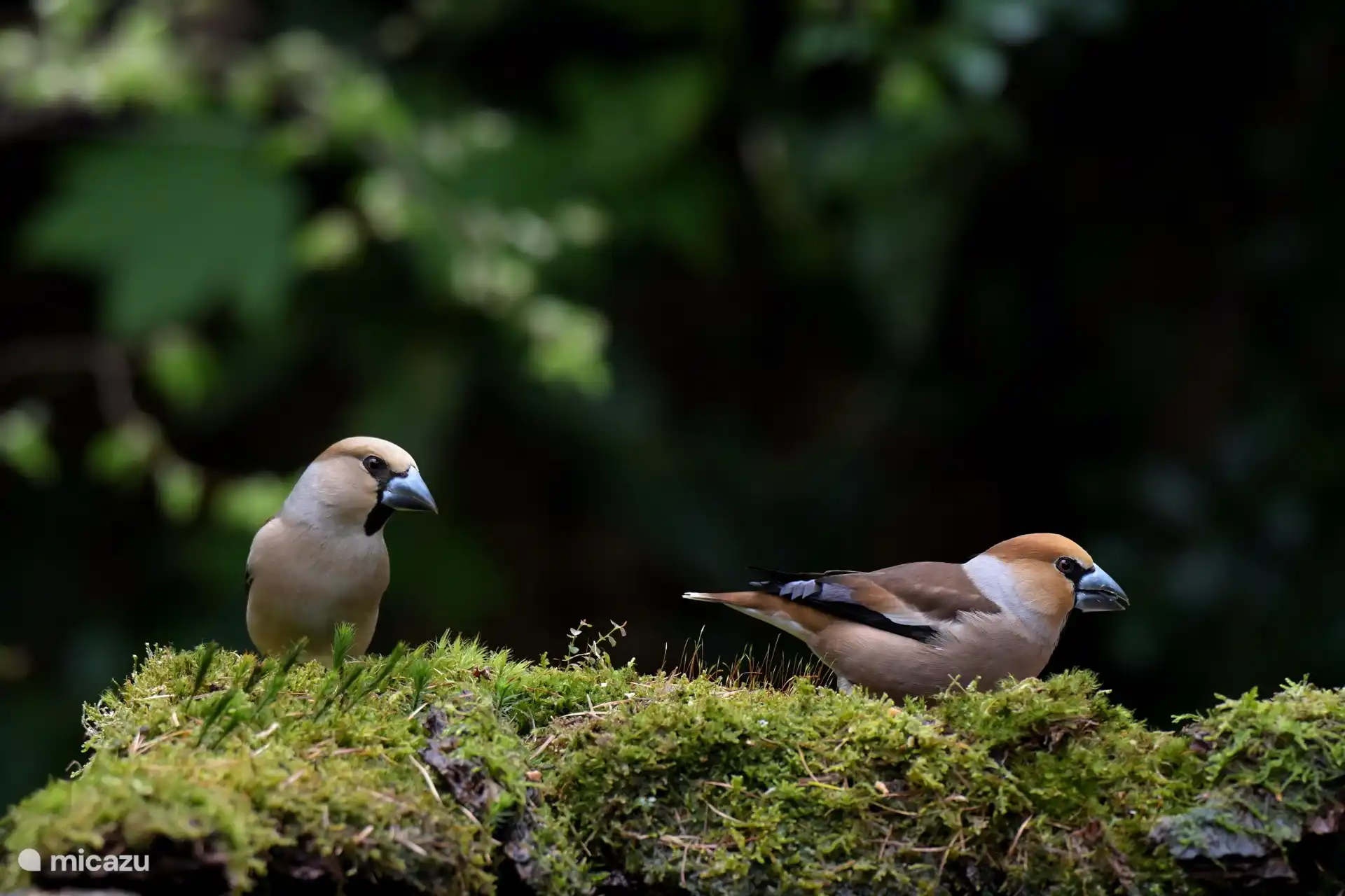 in unserem Garten - Foto Derek Laout