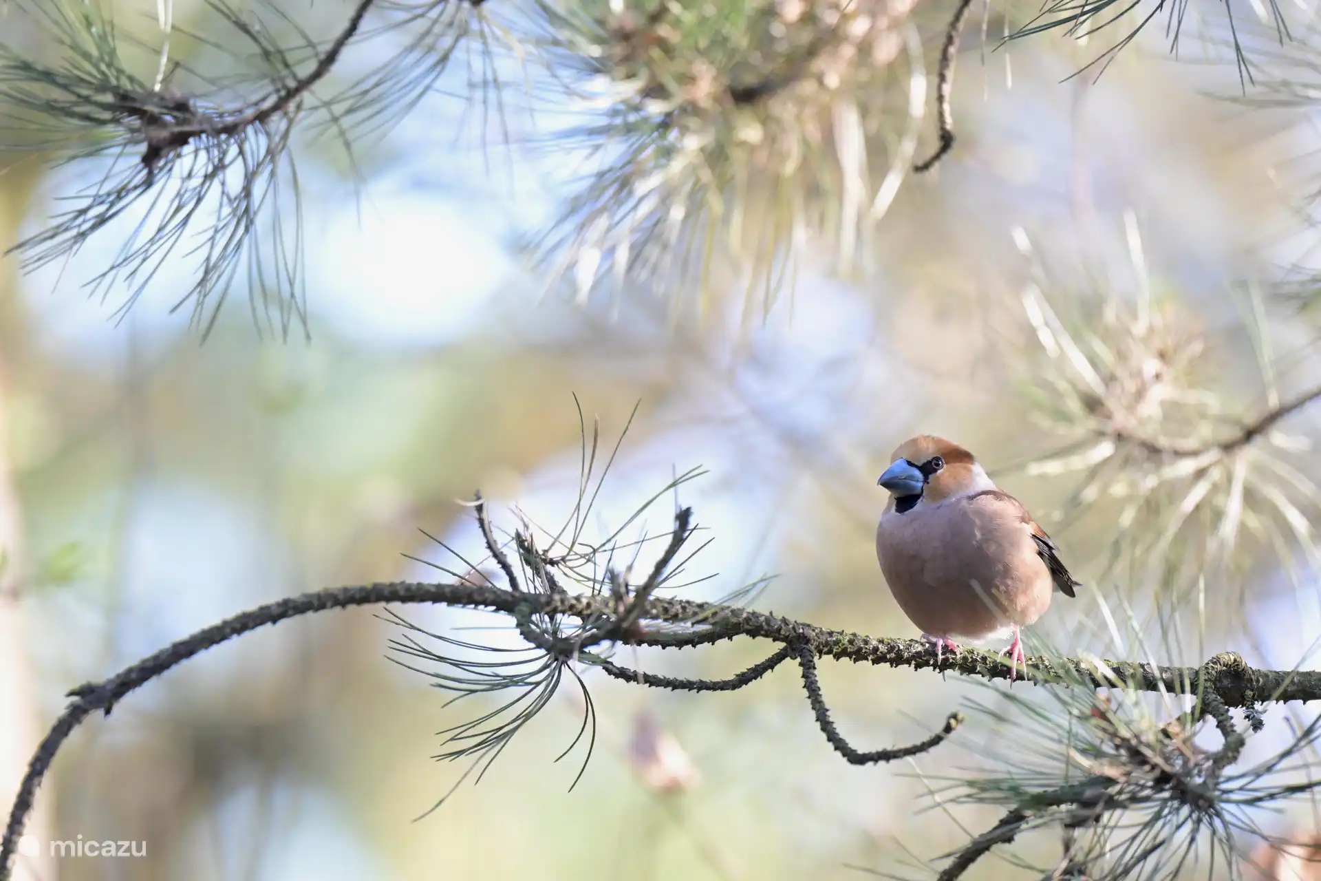 in unserem Garten - Foto Derek Laout