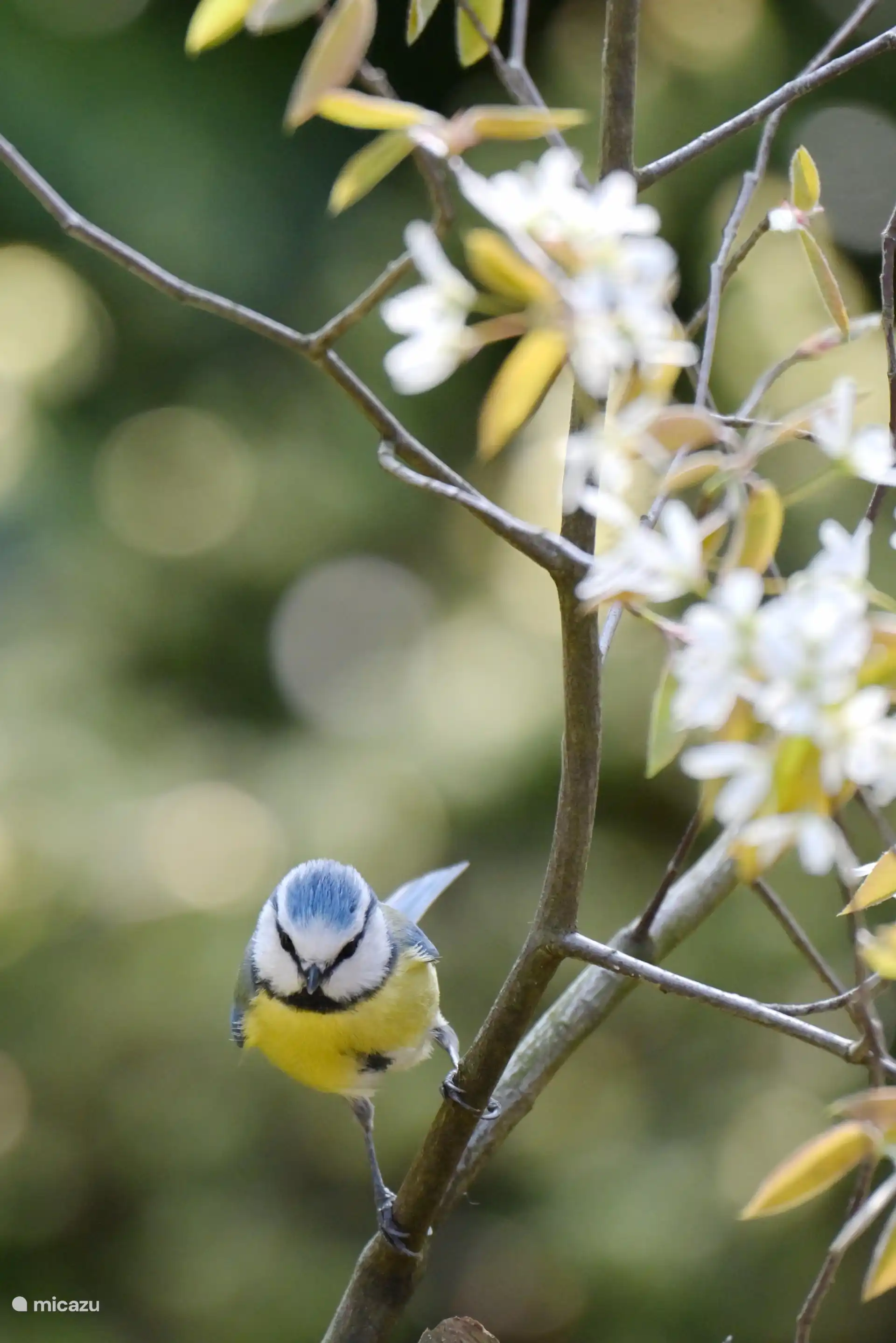 in unserem Garten - Foto Derek Laout