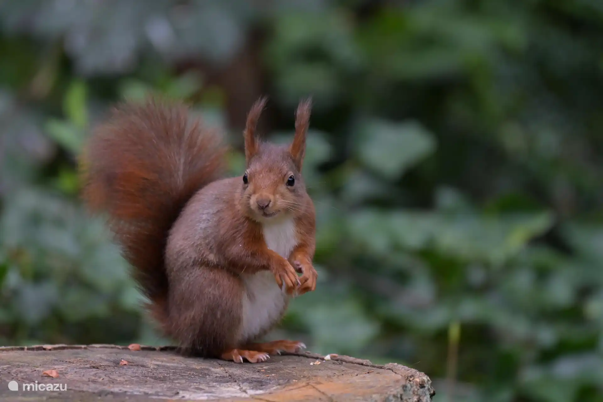 in unserem Garten - Foto Derek Laout