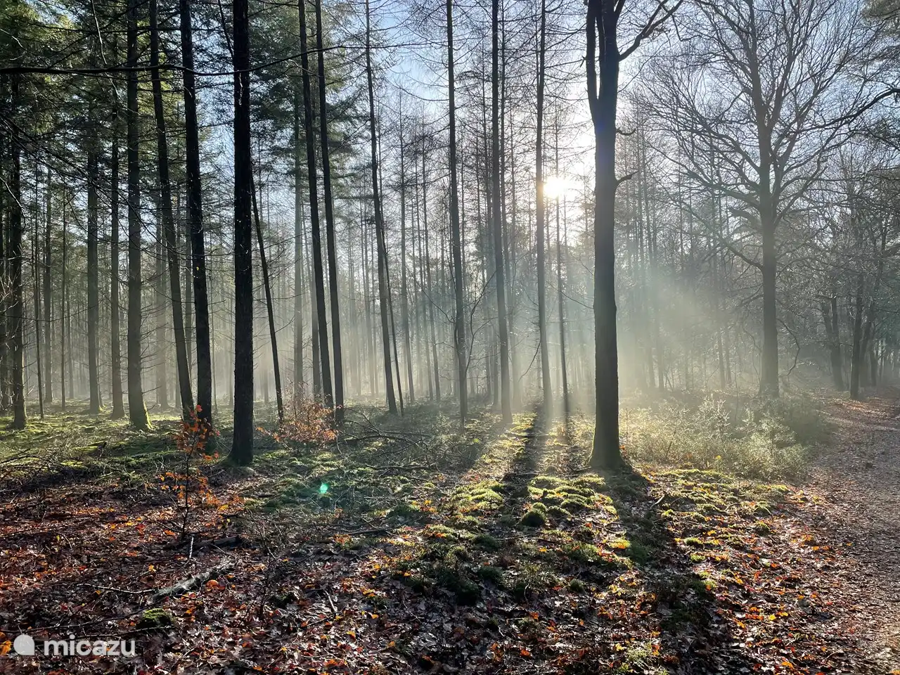 Der Wald grenzt direkt an den Park