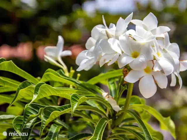 Maison heureuse | Curaçao, Banda Abou (ouest), Fontein - maison de vacances