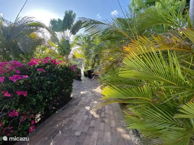 Location de Vacances Curaçao, Banda Ariba (est), Jan Thiel, penthouse - Vue à 360° de l'application Penthouse 6 jardin
