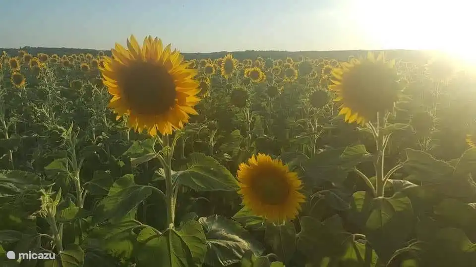 Felder voller Sonnenblumen