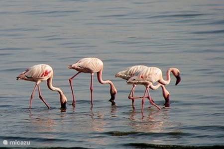 Flamingo’s spotten