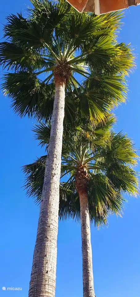 Disfruta de las grandes palmeras de nuestro jardín.
