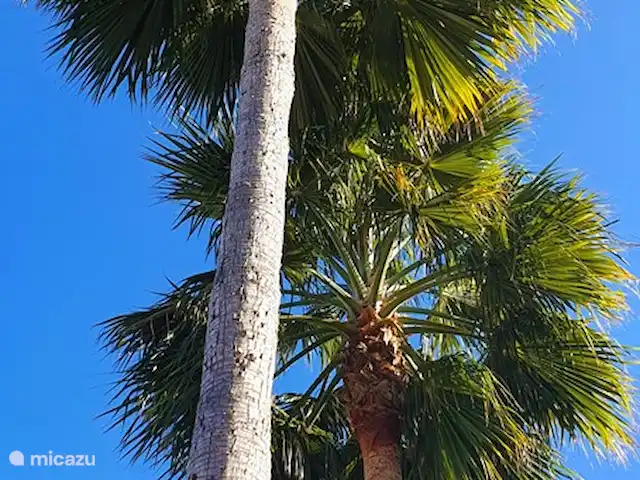 Casa El Gallo huren in Spanje, Costa Blanca, Moraira - villa Geniet van de grote palmbomen in onze tuin.