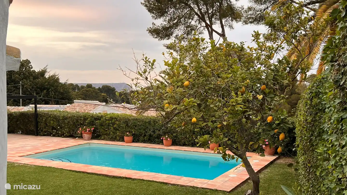 Swimming pool and lemon tree seen from kitchen side.