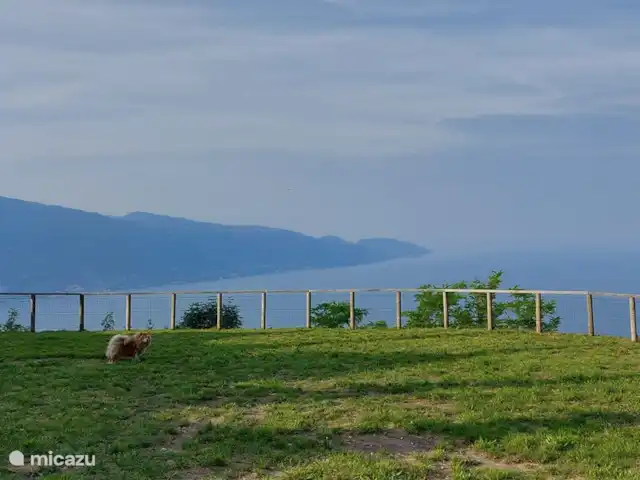 Tignale sunclass bungalow Sole | Italie, Lac de Garde, Tignale - bungalow Votre animal de compagnie est également le bienvenu dans le bungalow. À la périphérie du village de Tignale se trouve un terrain clôturé pour promener les chiens.