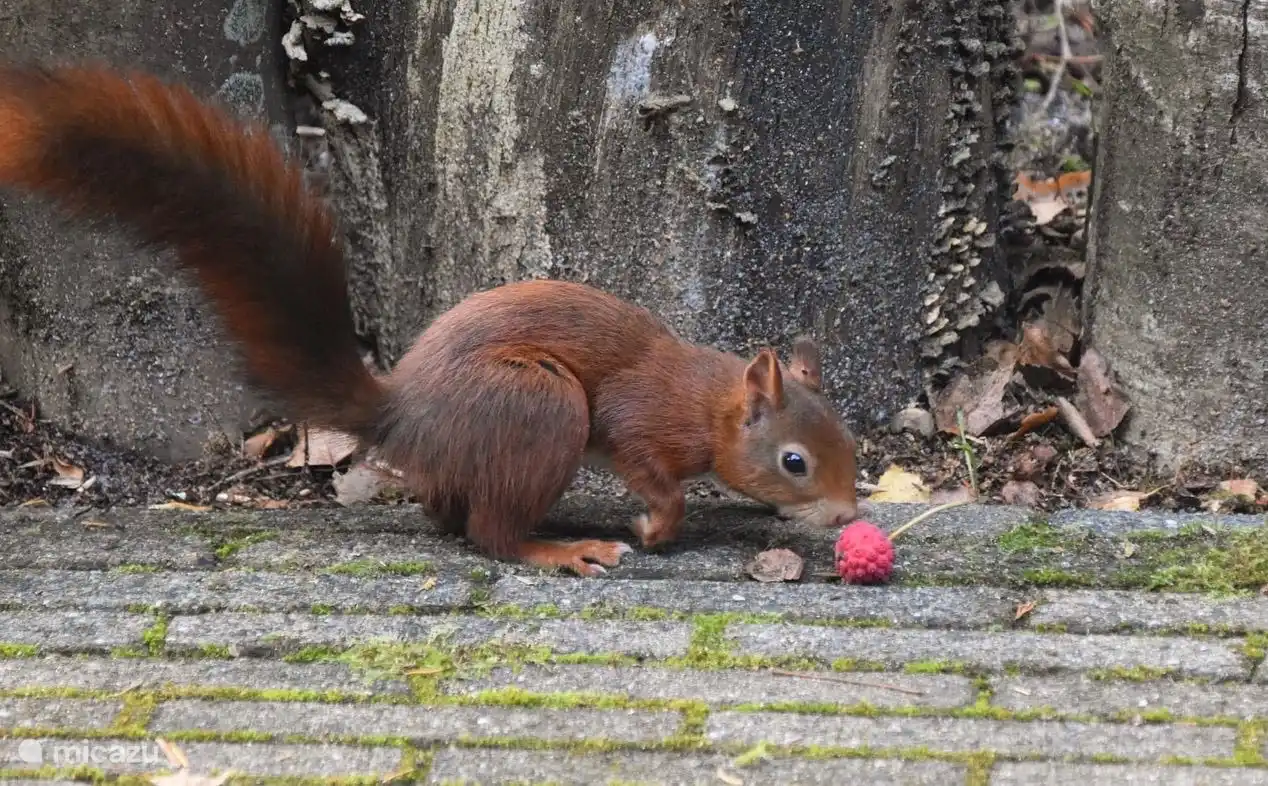 Met een beetje geluk ziet u deze pluimstaart in de tuin!