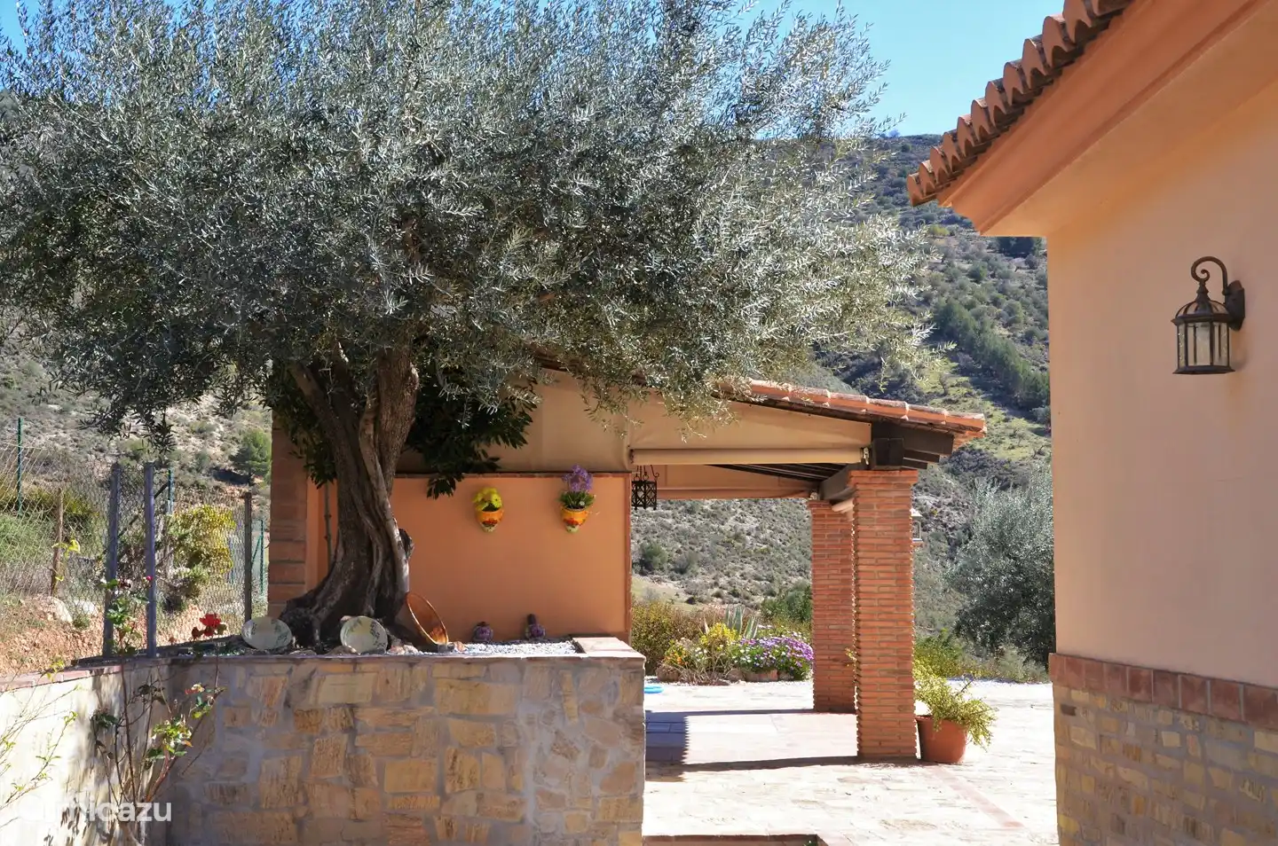 Our favorite olive tree next to the summer kitchen... bet it will become your favorite too?