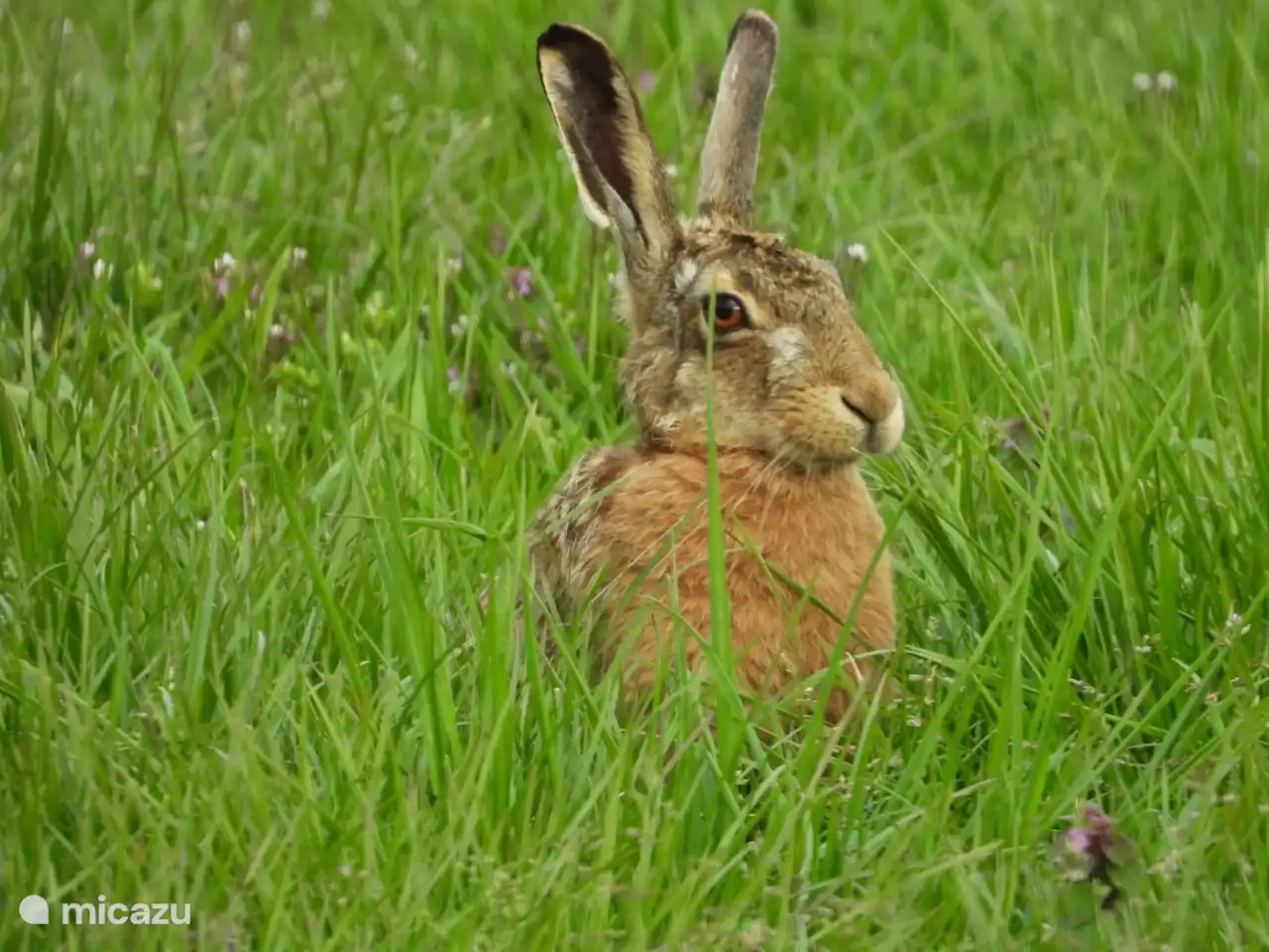 Hasen, Kaninchen, Füchse, Iltis, Hermeline, Wiesel und vieles mehr.