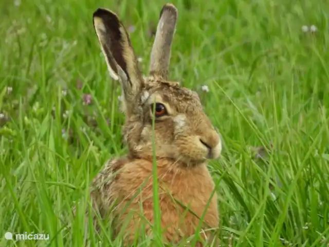Het Griet en Países Bajos, Güeldres, Doesburg - casa vacacional Liebres, conejos, zorros, turones, armiños, comadrejas y mucho más.