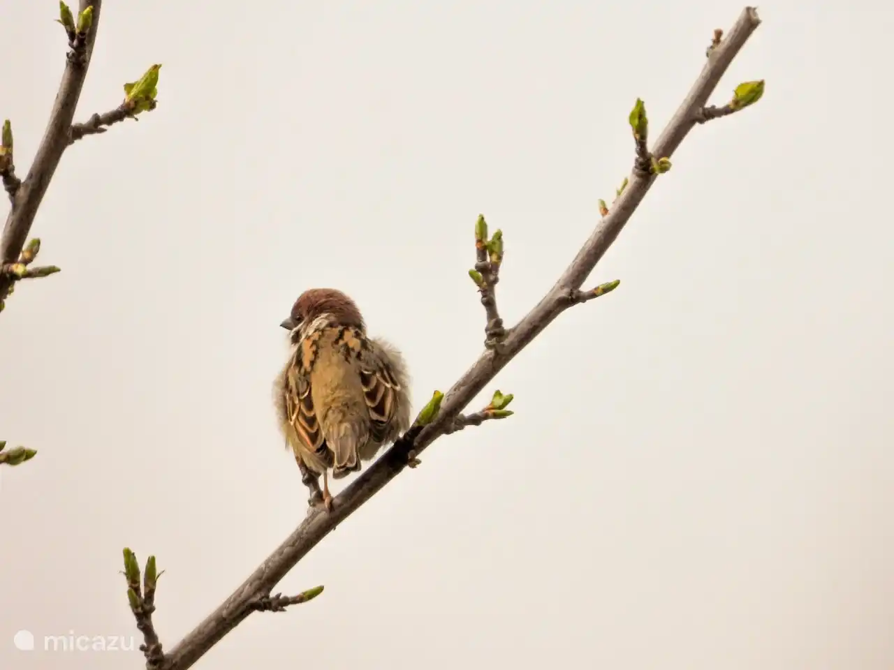 Auf unserem Grundstück lebt eine Spatzenkolonie mit etwa 60 Vögeln, die wir füttern.