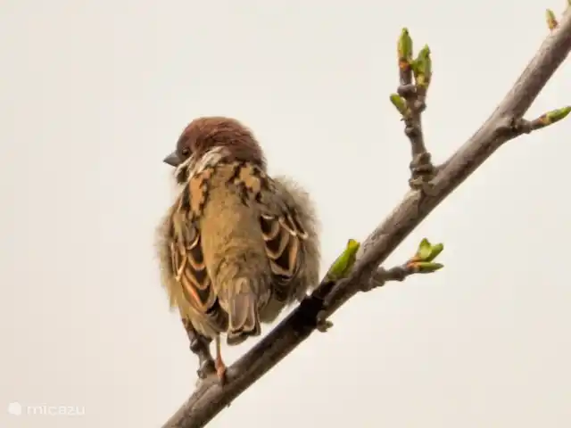 Het Griet en Países Bajos, Güeldres, Doesburg - casa vacacional Una colonia de gorriones de unos 60 pájaros vive en nuestra propiedad, a la que alimentamos.