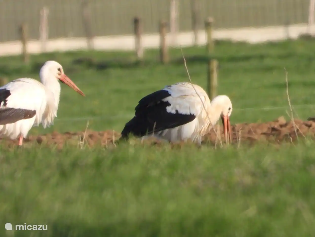 Echte Räuber, etwas, das nicht viele Leute kennen.