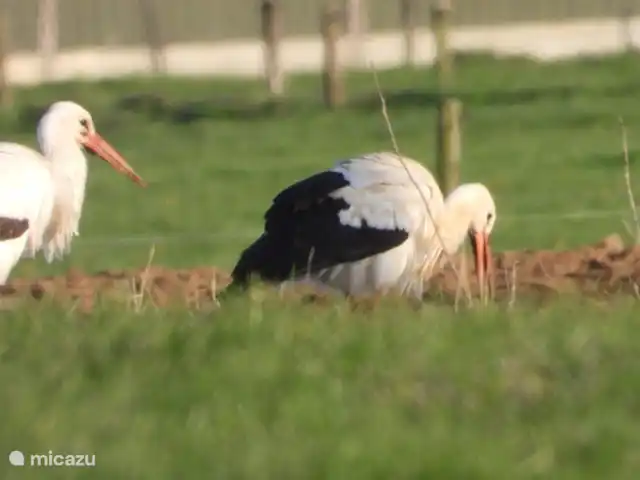 Het Griet en Países Bajos, Güeldres, Doesburg - casa vacacional Ladrones de verdad, algo que no mucha gente conoce.