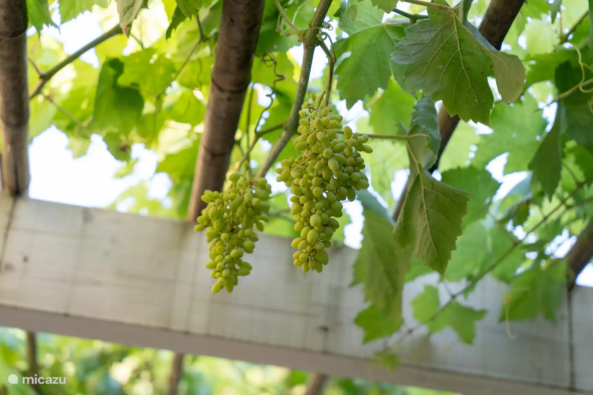 L'uva del pergolato