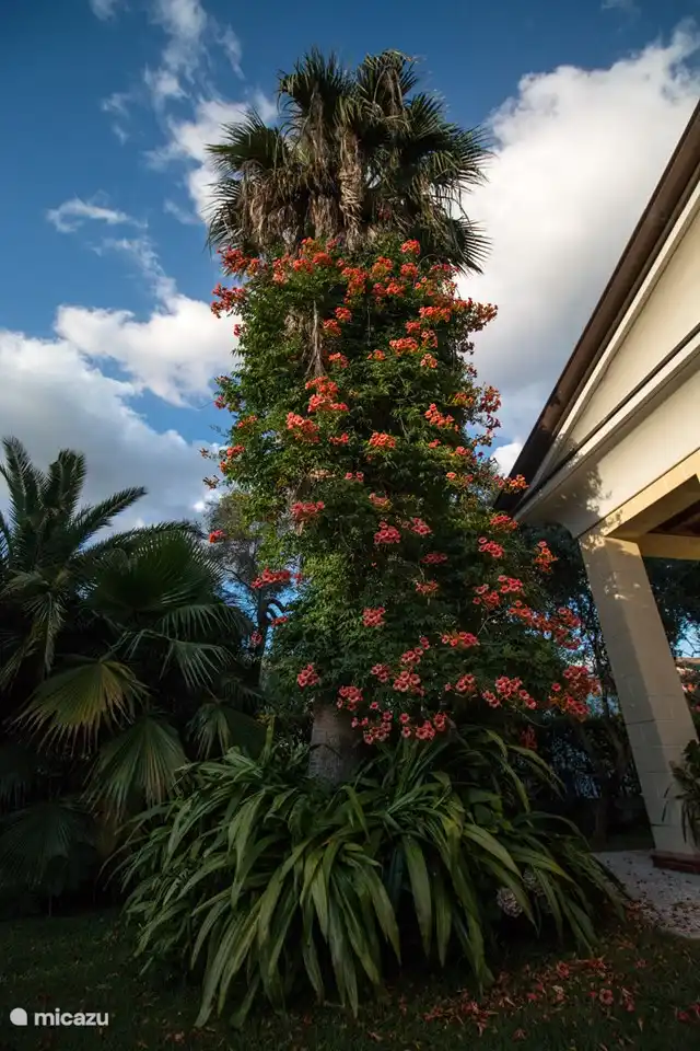 Die Bignonia umfasst die Handfläche