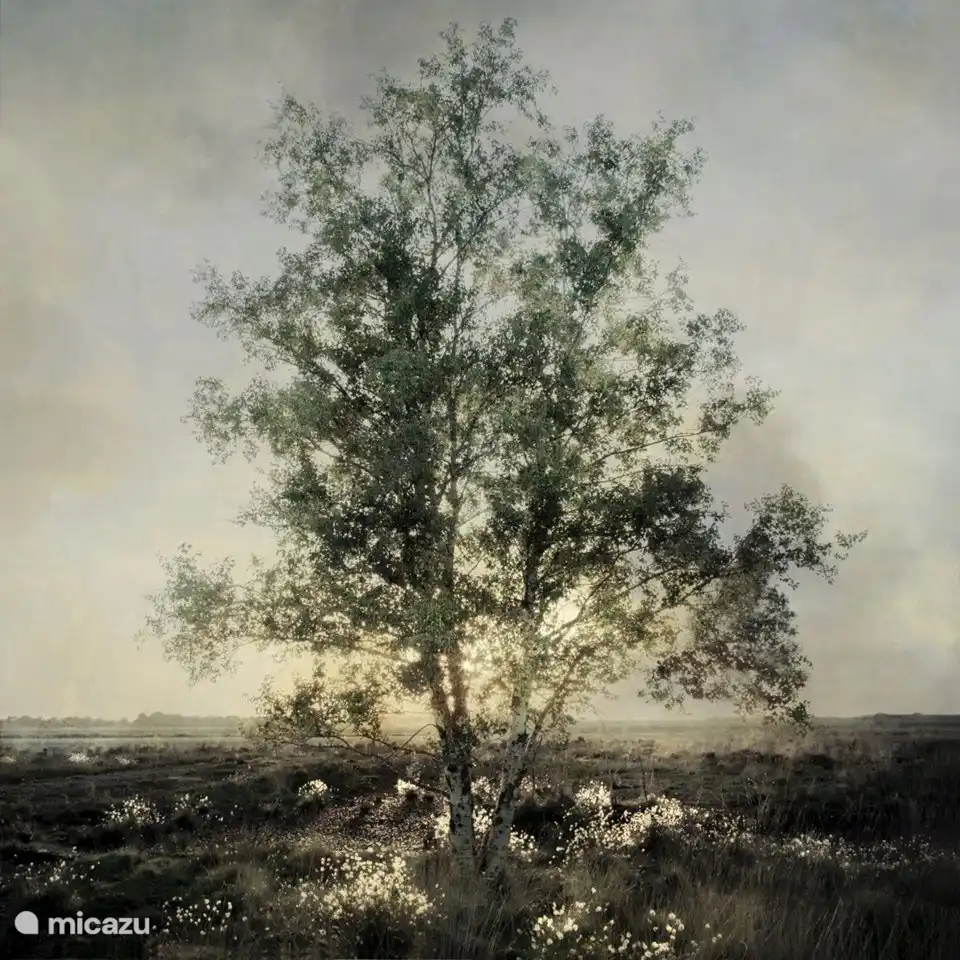 Natuurgebied Bargerveen