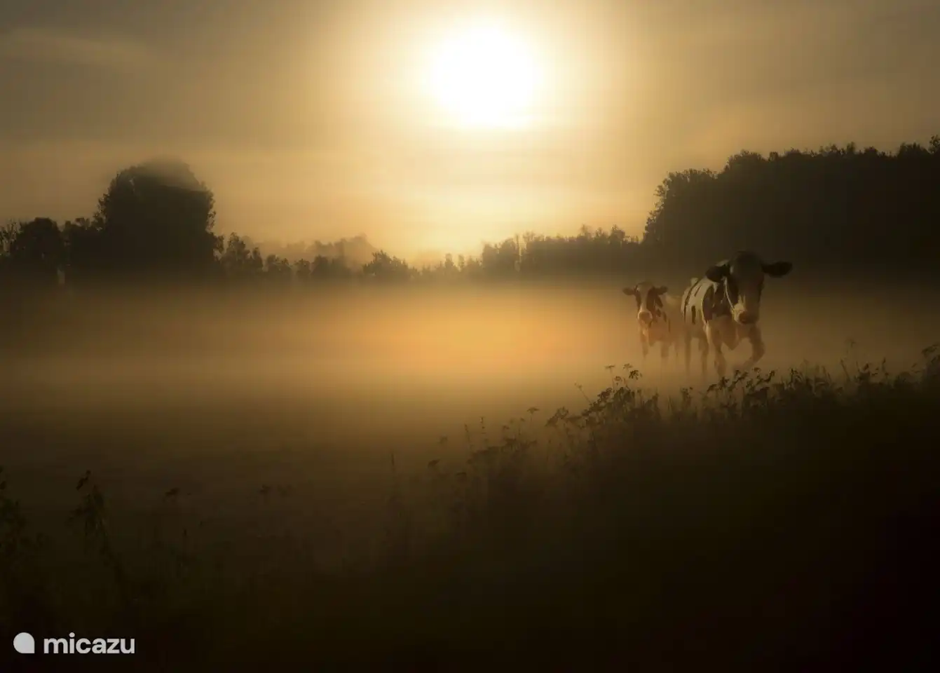 Koeien die vaak in een nabijgelegen weiland staan