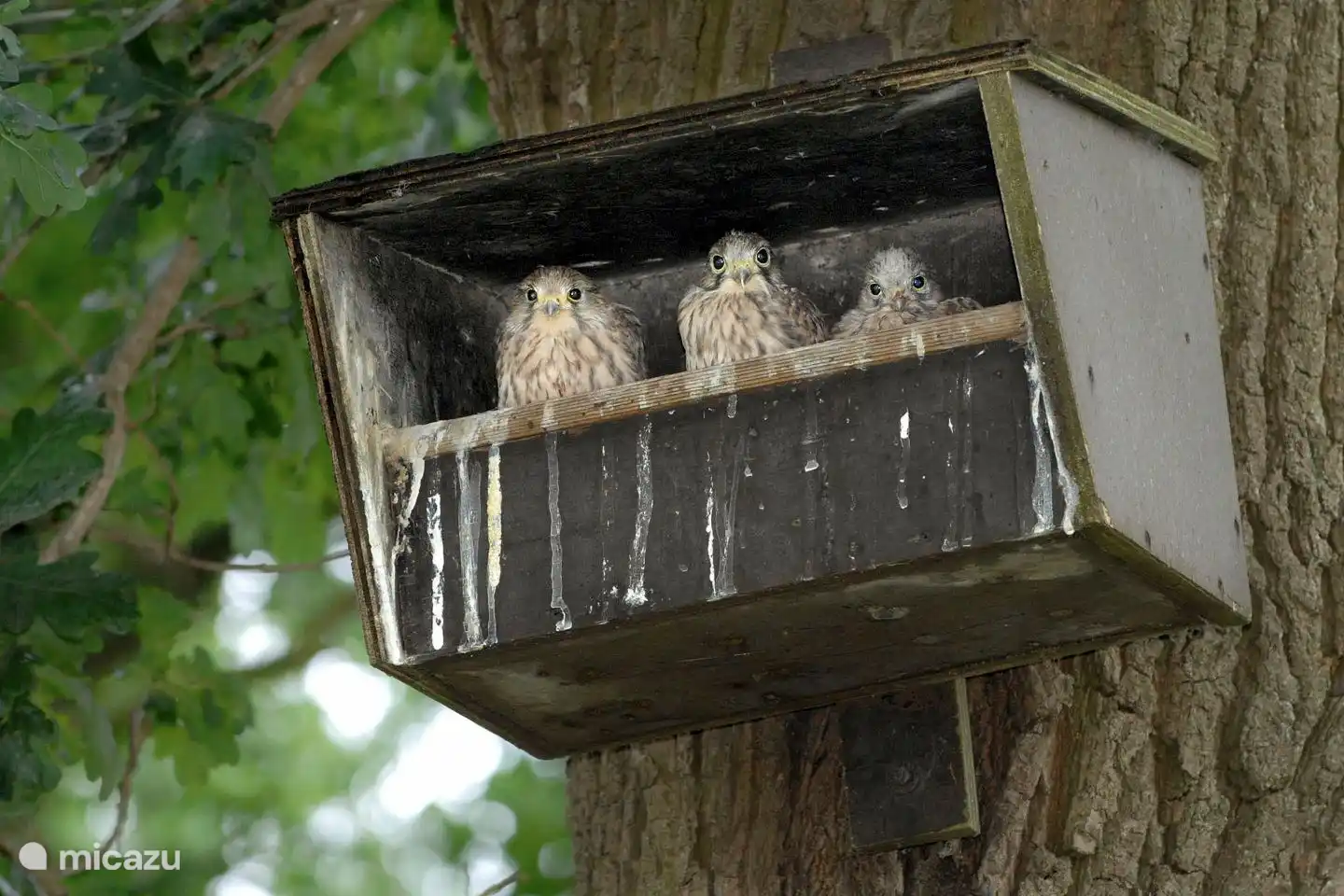 Jonge torenvalken op het erf