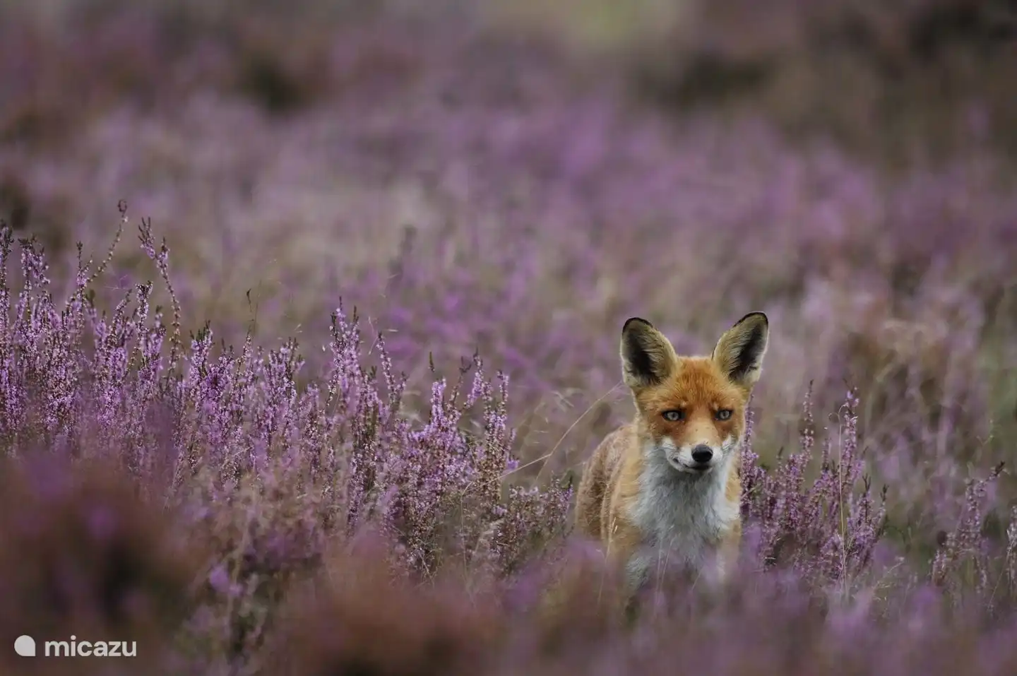 Veluwezoom Nationaal Park 