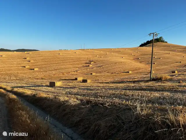 Casa dei Fiore/Montalcino/d’Orcia | Italie, Toscane, Buonconvento - maison mitoyenne vue sur les champs de maïs derrière notre maison