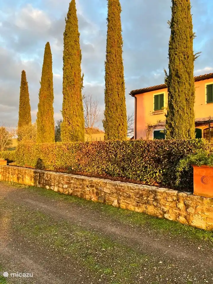 Los pinos tradicionales de nuestro jardín