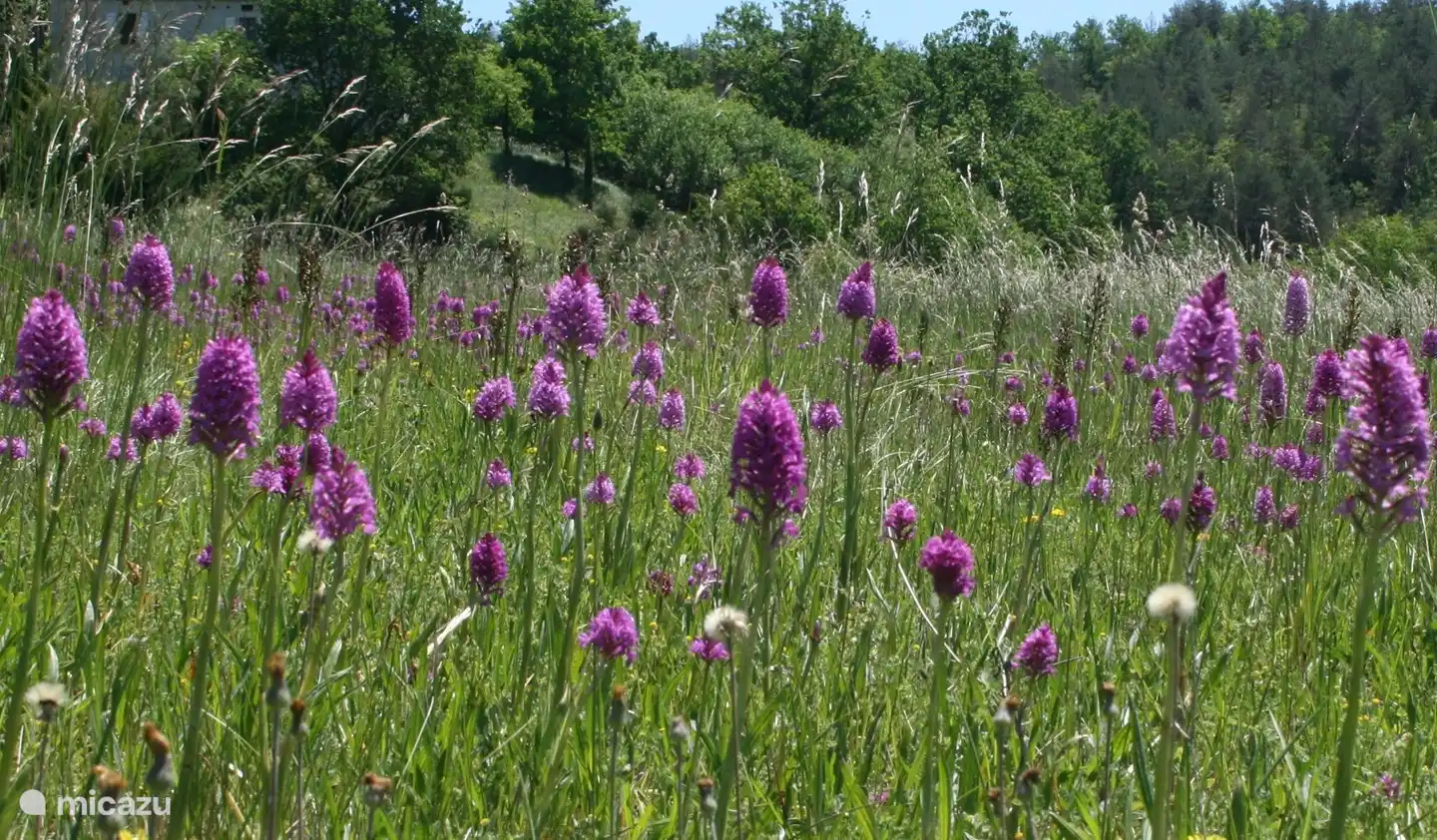 Wild orchids in the butterfly meadow.