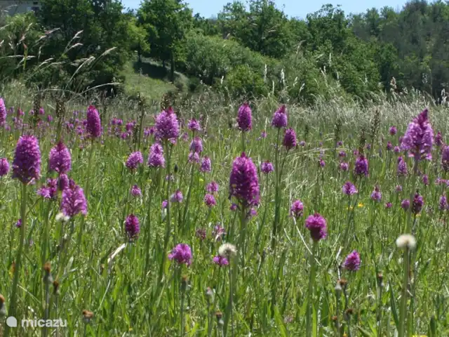 Location de Vacances France, Lot, Cézac, gîte / cottage - Réserve Naturelle de la Grange de Cezac Orchidées sauvages dans la prairie aux papillons.