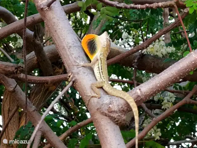 Cas Bunita en Curazao, Bandabou (oeste), Fontein - villa Vida salvaje local