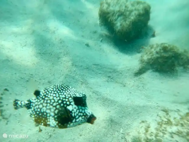 Cas Bunita en Curazao, Bandabou (oeste), Fontein - villa Vida salvaje local