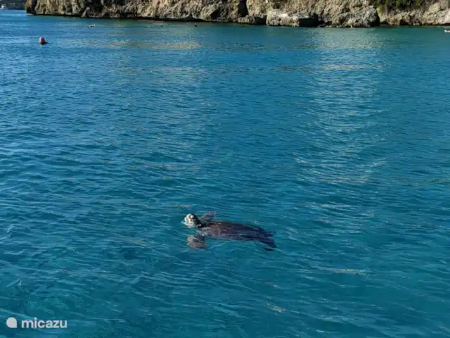 Cas Bunita en Curazao, Bandabou (oeste), Fontein - villa Fauna local en la playa de Daaibooi