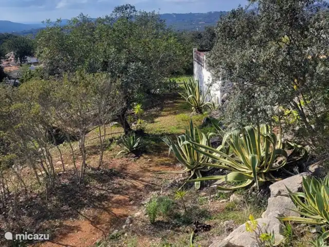 Casa Oasis  Alain Olbrechts huren in Portugal, Algarve, Santa Bárbara de Nexe - vakantiehuis Tuin 1