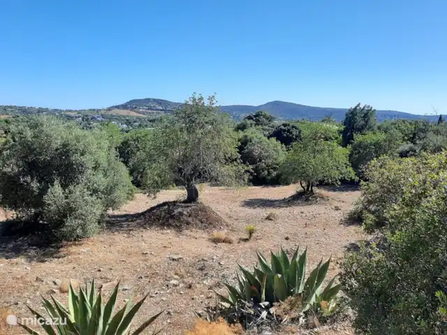 Casa Oasis  Alain Olbrechts huren in Portugal, Algarve, Santa Bárbara de Nexe - vakantiehuis Tuin 2