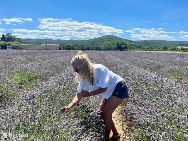 Casa Oliver en Francia, Gard, Cornillon - casa vacacional Disfruta de los hermosos campos de lavanda.