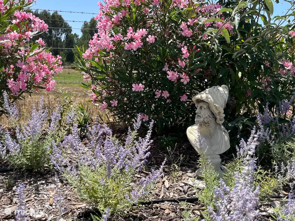 Wunderschöner Garten rund um das Ferienhaus in Aljezur