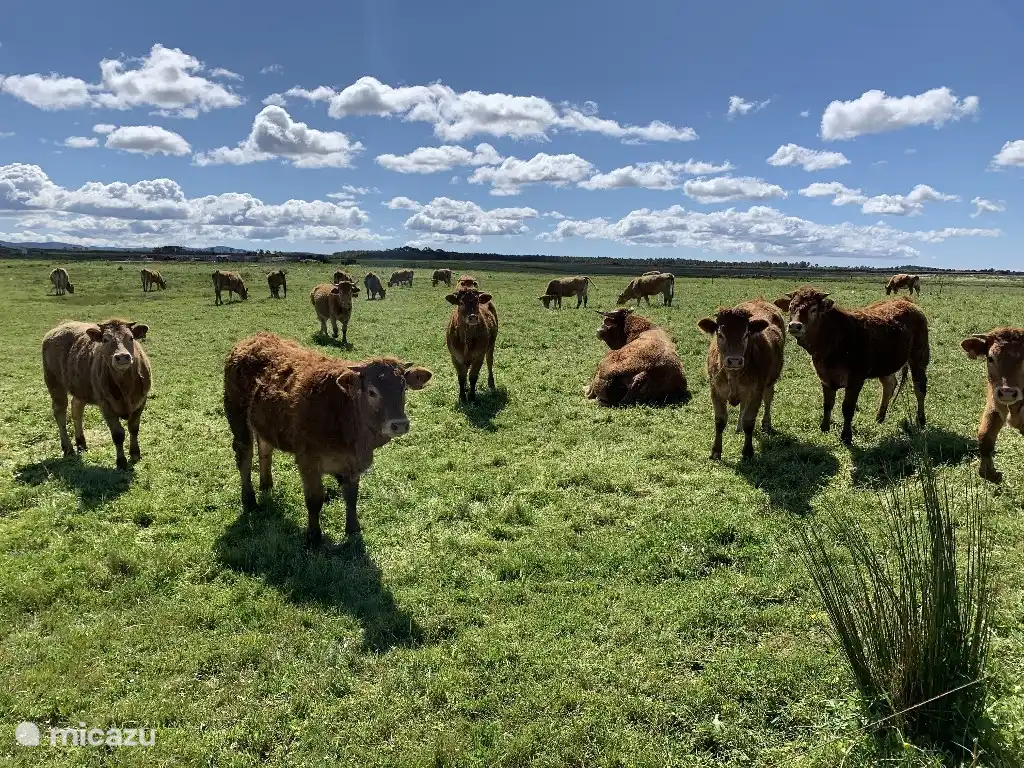 Ferienhaus auf dem Land