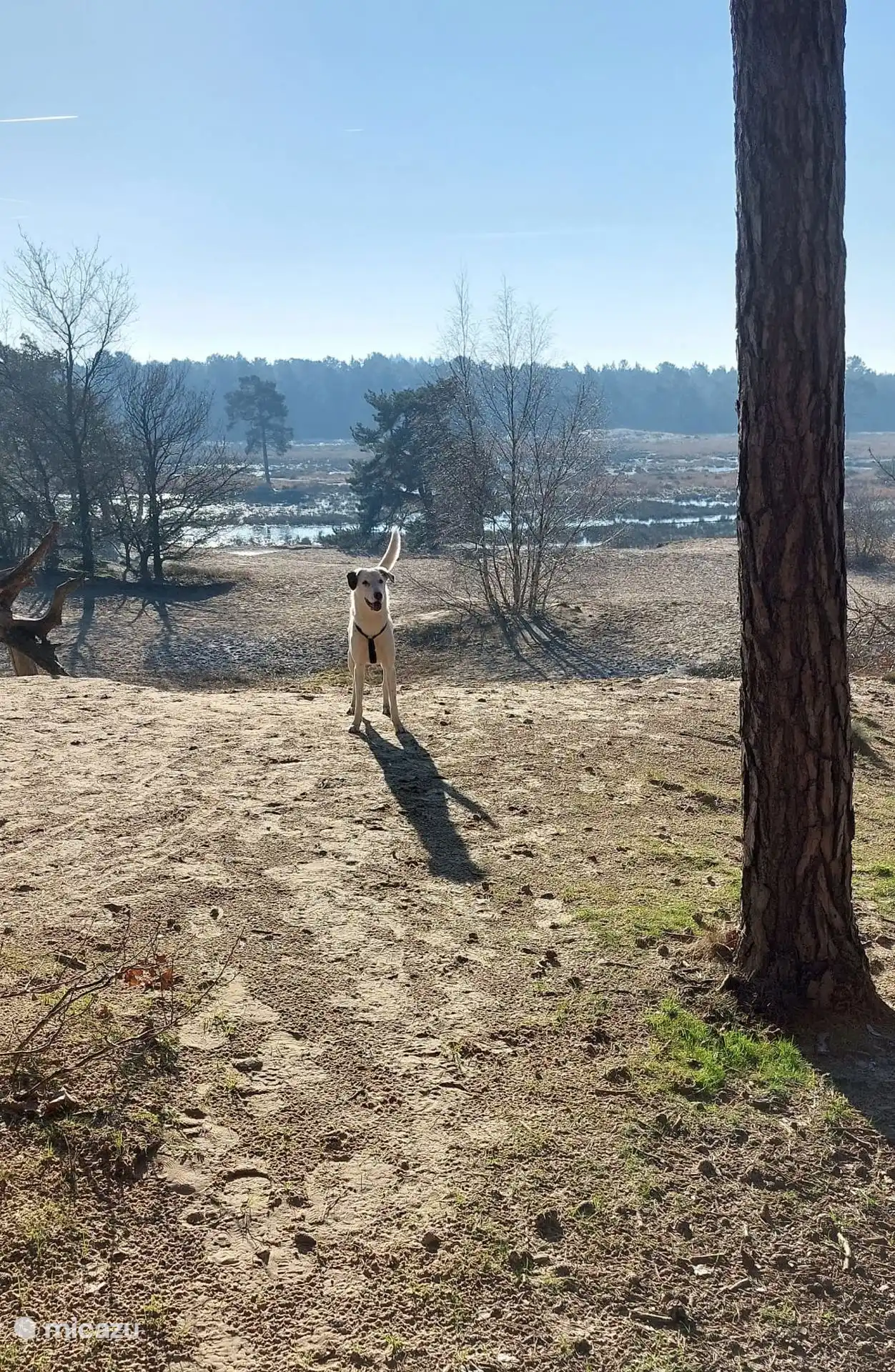 Spaziergang im Bereich ohne Leine für Hunde.