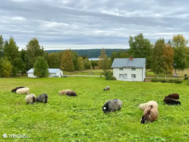 Vildmarksgard Lillviken | Suède, Jämtland, Strömsund - maison de vacances Vue depuis le pâturage des moutons